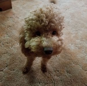 Meet your Posher, Tami